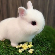 小白兔头像图片大全，小白兔头像可爱
