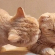 超甜可爱猫咪情侣头像，猫咪情侣头像一对